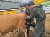 가평군, 여름철 축산재난 대비 동물의료지원단 운영