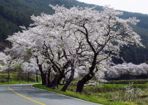전남 순천 송광사 벚꽃