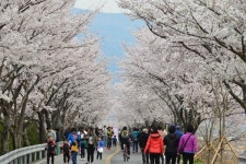 양산시, 황산문화체육공원 물금 벚꽃길 조성