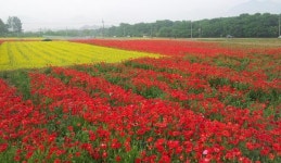 함양군, 2020함양산삼항노화엑스포 총력