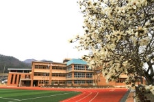 [포토] 진도 석교초 교정에 100년 수령 백목련…화사하기도 하여라