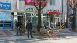 거창군 가조면, 가로수 정비로 교통안전 확보