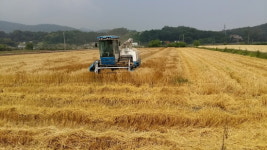 인천시 강화군, 가을 파종할 보리·밀 보급종 신청 접수
