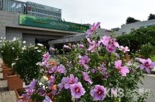 [포토] 수원시청에 무궁화 꽃 만발