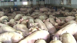 경기 이천 농장서 불…돼지 350여 마리 폐사