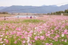 [포토뉴스] 광양읍 서천변 코스모스, 광양숯불구이 축제 맞아 활짝 펴 장관!
