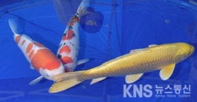 비단잉어 한 마리에 10억원 이상?…9일 안성비단잉어양식장서 품평회