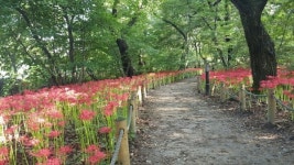 함양군, 환상적인 꽃무릇길 조성 기대감 높여