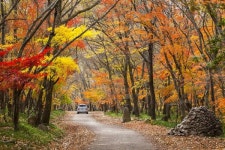 [기자탐방] 동백나무 숲이 품고 있는 천 년 고찰 선운사