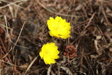 [포토뉴스] 의령군 대의면사무소에 피어난 봄의 전령 복수초