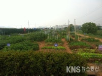 광명시, 옥길 시민주말농장 텃밭 경작 참여가족 모집