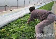 달성군, 하빈벌꽃사랑참외 첫 수확