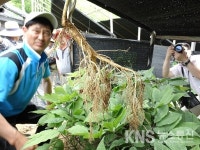 (주)윤삼푸드 | 맞춤형 지원으로 올해 경기인삼 300만 달러 수출한다
