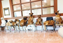 서라벌대학교 학내 사회적기업 한스케어스쿨, SBS 동물농장 식용개 유기견 보호 나서