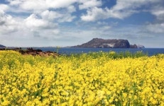 제주 여행 필수코스 섬안의 섬 제주도 우도(牛島), 봄꽃 만개한 우도맛집에서 즐기는 특색있는 퓨전짬뽕과 피자의 진미