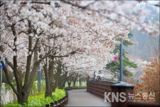 수원시 4월 봄꽃 명소  광교마루길 벚꽃거리 등 10곳 선정