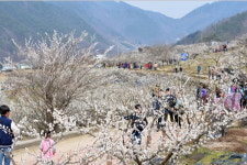 제11회 원동매화축제 성황리 개최