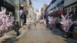 마산합포구 창동거리가 벚꽃 가득한 쌍쌍 데이트길로 변신