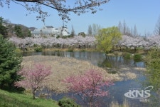 [포토뉴스] 호서대 내 소류지내 활짝핀 벚꽃 향연