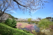 [포토] 아산의 벚꽃 명소 호서대 소류지