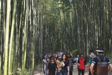 담양군, 2017 봄 여행주간 관광객 담양 죽녹원 전국 최다 방문