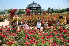 [포토뉴스] 밀양시 삼문동 둔치 내 장미원 장미 활짝