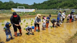 안산시농업기술센터, 단원주말농장 손모내기 체험 실시