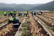 의령군, 농촌일손돕기 집중 실시
