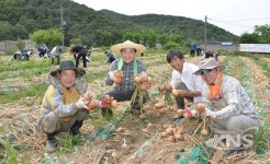 달성군청 직원, 영농철 농촌일손돕기 실시