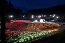 명동공원 LED 장미정원 점등식