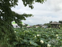 [포토뉴스] 김제 청운사, 하소백련축제 마지막날 연꽃의 자태...