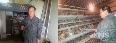 [현장] 대한양계협회음성채란지부 10개 농가 계란 다시 출하