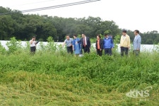 여주시의회, 쓰러진 벼 대책마련 위해 현장 방문