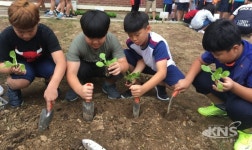고색초 학교 텃밭에 배추 심고, 김장철 대비해요