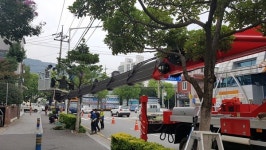 순천시, 가로수 깍지벌레 방제총력