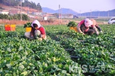 신안군, 시금치‧대파 섬채 산업특구 지정 유치성공