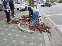 김포시, 가로수 생육환경 개선으로 안전한 가로수길 관리