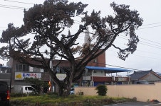 [단독]전남 보성 득량농협, 100여년 수령 향나무 고사(枯死)로 파문 확산