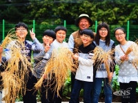 수원 고색초 추수 체험 ...우리가 키운 쌀, 추수했어요