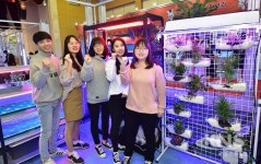 농업회사법인알쎄븐(주)산수골스테비아 | 영진전문대 해커즈팜 동아리, ICT기술적용 '스테비아' 재배 성공