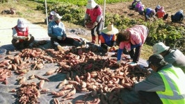 담양 창평면, 복지농장 고구마 수확
