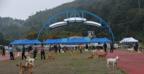 진도군, 전국 진도개 품평회 개최