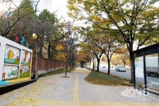 달서구, 성서네거리~불미골네거리 명품거리 조성 완료