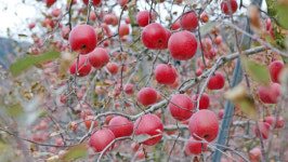 장수군, 전국 최고품질 농산물 생산단지 선정