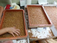 곡성군, 곤충산업 메카로 육성