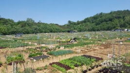 안산시, 올 주말농장 분양신청 받아