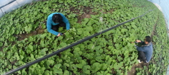 [포토뉴스] 경남 거창군, 입맛을 사로잡는 머위 수확