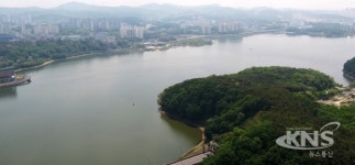 용인시, 기흥호수 산책로 1km 구간에 이팝나무 가로수길 조성