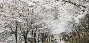 [포토뉴스] 경남 거창군, 벚꽃 터널 풍경