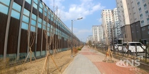 증평군 봄 나들이는 왕벚나무 가로수길에서 즐기세요